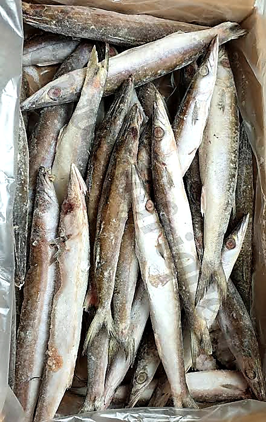 Barracuda Seud — carton 5 kg
