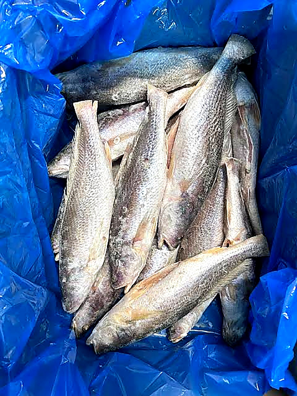 Capitaine Bar (Ombrine) — carton 5 kg