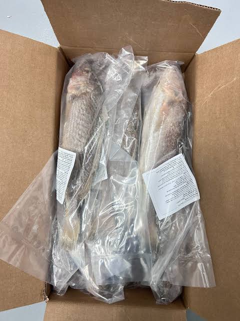 Capitaine Bar (Ombrine) — carton 10 kg
