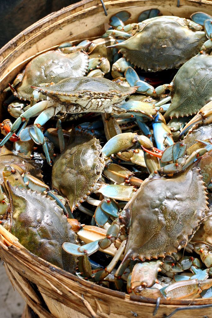 Crabe de mangrove — pièce