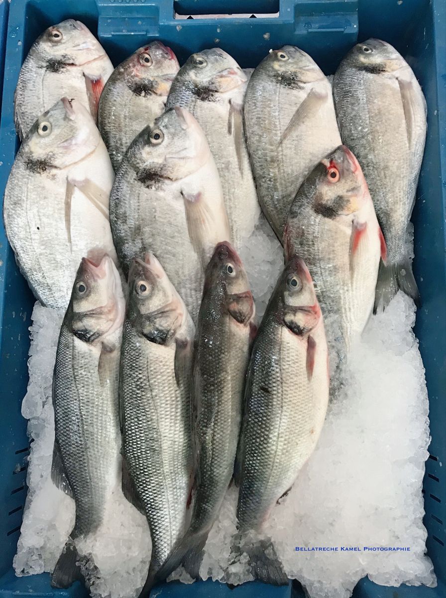 Dorade 400–600 g — carton 5 kg