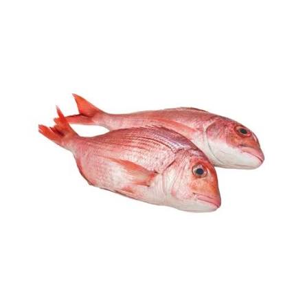 Dorade 500–800 g — carton 5 kg