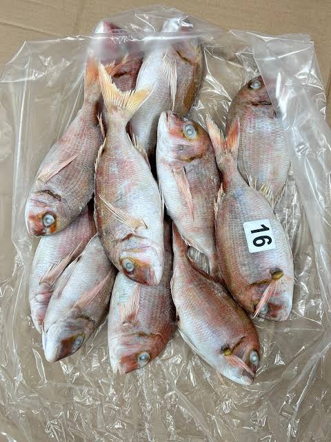 Dorade Diaregne avec tête — carton 10 kg