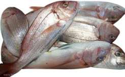 Dorade Diaregne avec tête — carton 5 kg