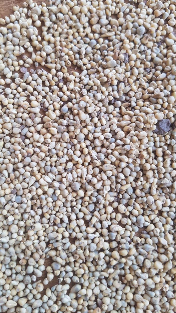 Grains de mil — 1 kg