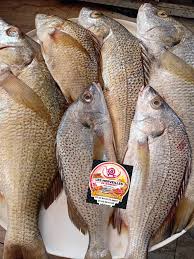 Mérou Thiof entier — carton 10 kg