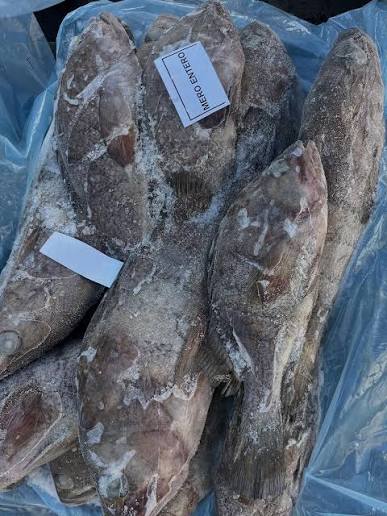 Mérou Thiof entier — carton 5 kg