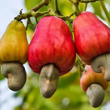Pomme de cajou — 1 kg