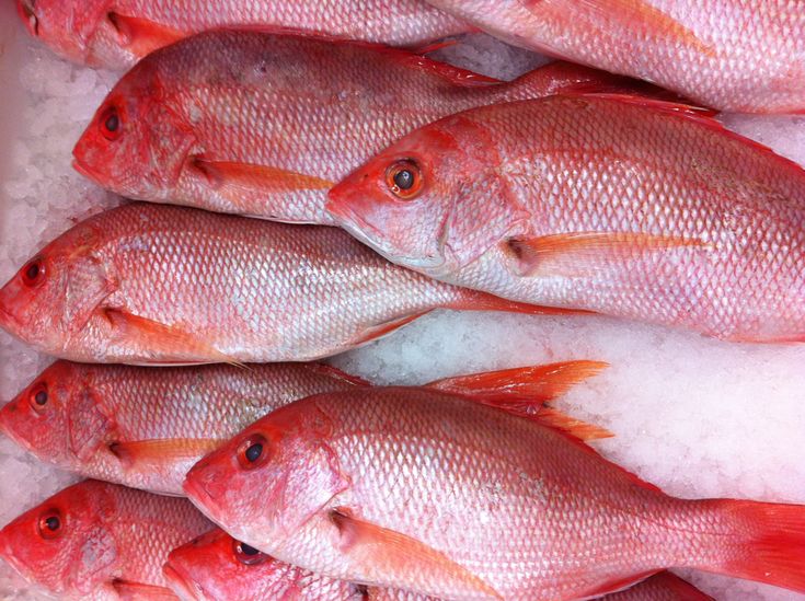 Poisson rouge barbet — 1 kg