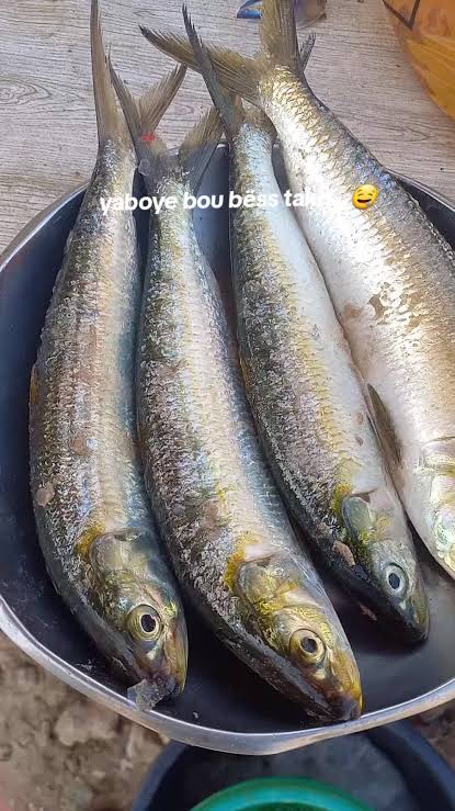Sardinelle Yaboye — sachet