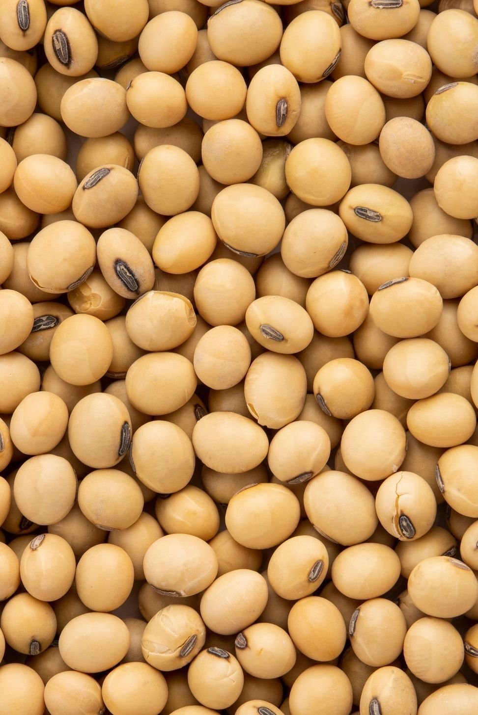Soja jaune — 500 g