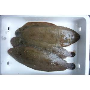 Grosse sole Karabot — pièce