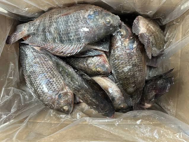 Tilapia gros XXL — carton 10 kg